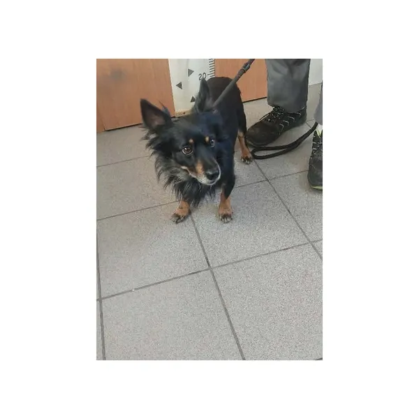 Znaleziono psa, Białystok, 15 sierpnia 2026