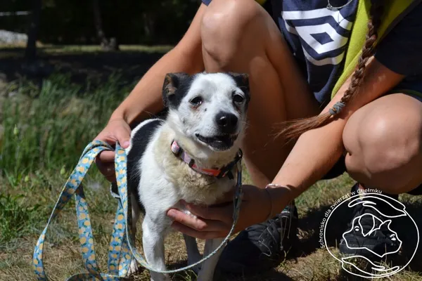 Pies do adopcji, Chełmek, 28 lipca 2026