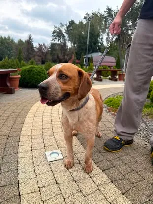 Pies do adopcji, Ciosny, 15 sierpnia 2026