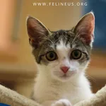 Kot do adopcji