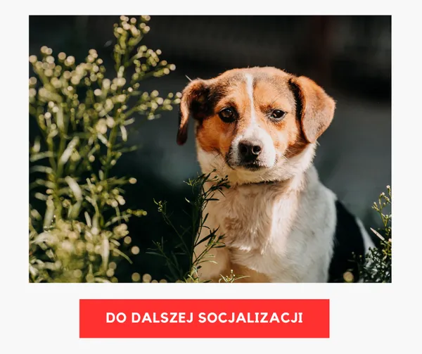 Pies do adopcji, Czartki, 19 sierpnia 2026