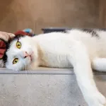 Kot do adopcji