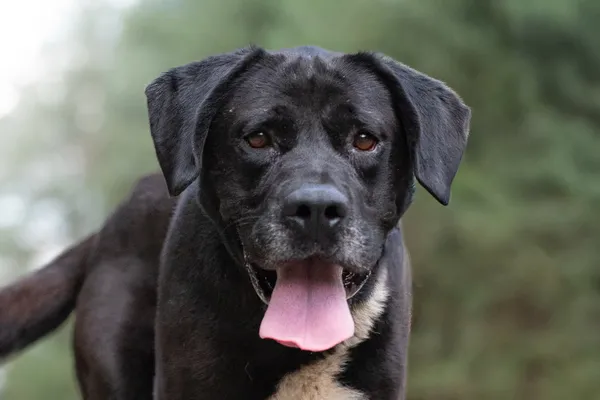 Pies do adopcji, Nowodwór, 19 sierpnia 2026 (4/5)
