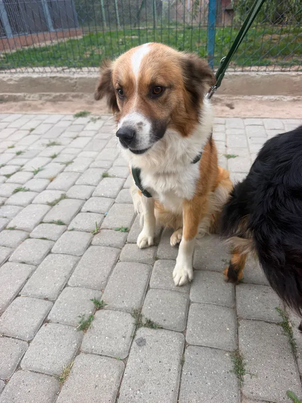 Pies do adopcji, Orzechowce, 20 sierpnia 2026 (3/5)