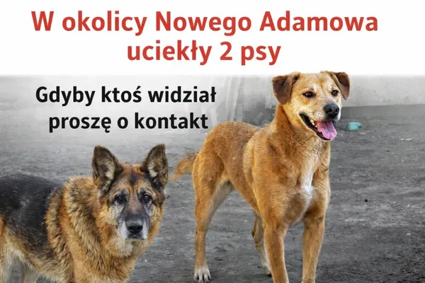 Zaginął pies, Łódź, 21 sierpnia 2026