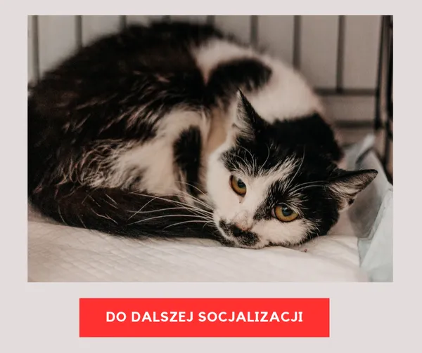 Kot do adopcji, Czartki, 21 sierpnia 2026