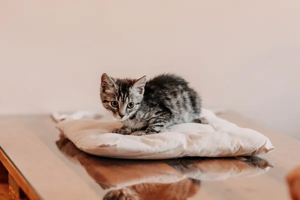 Kot do adopcji, Czartki, 21 sierpnia 2026 (1/5)