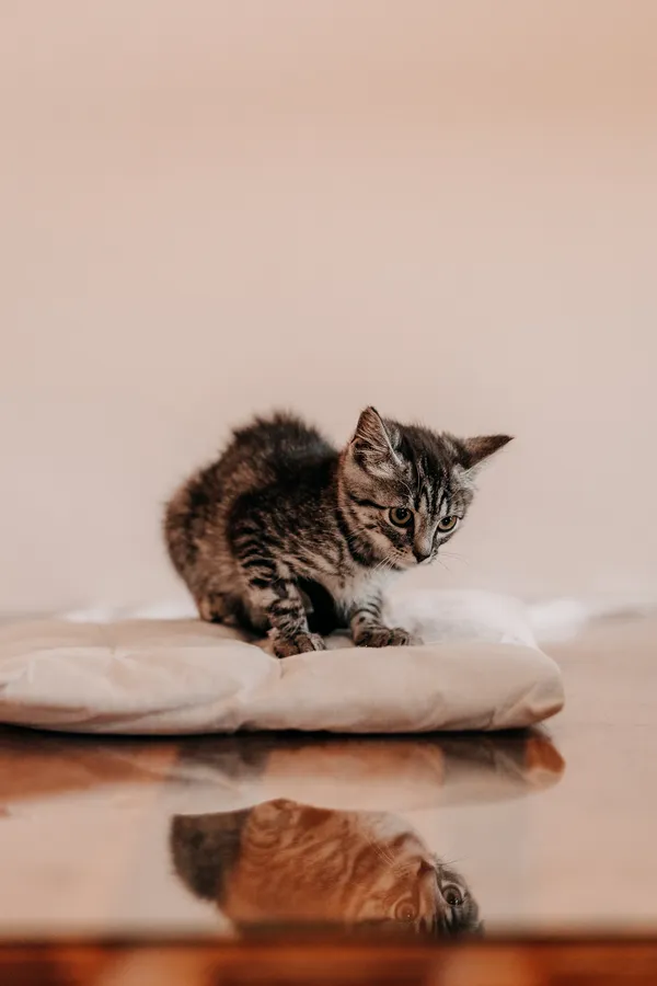Kot do adopcji, Czartki, 21 sierpnia 2026 (3/5)