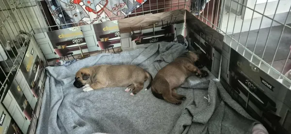 Pies do adopcji, Rytlów, 21 sierpnia 2026 (5/5)