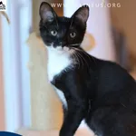 Kot do adopcji