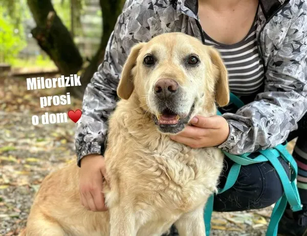 Pies do adopcji, Przyborówko, 27 sierpnia 2026 (2/3)