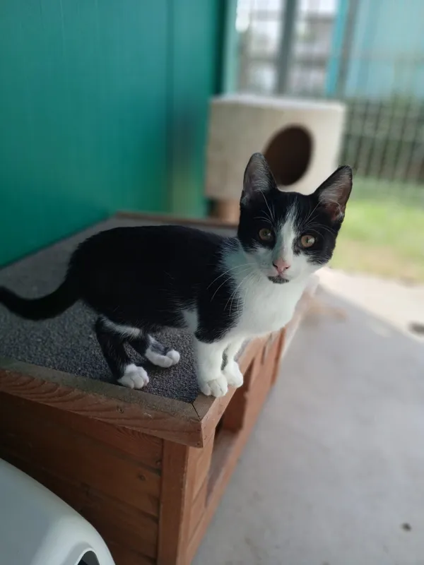 Kot do adopcji, Henrykowo, 15 lipca 2026 (2/3)