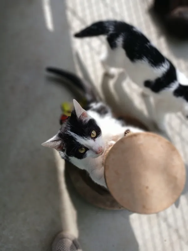 Kot do adopcji, Henrykowo, 15 lipca 2026 (3/3)