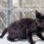 Kot do adopcji