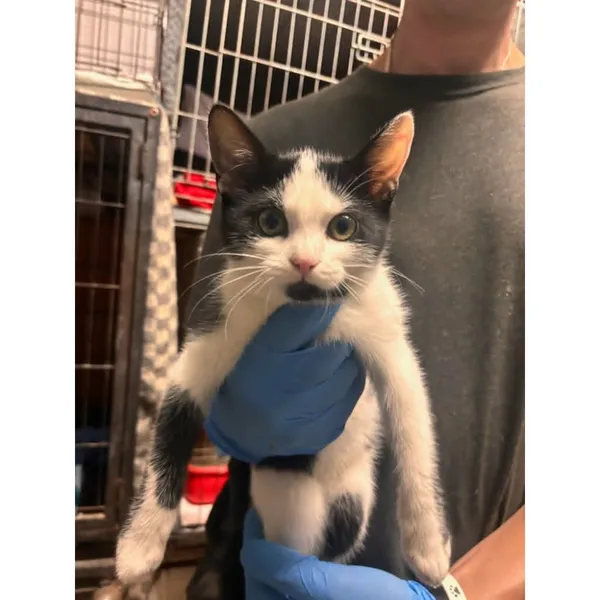 Znaleziono kota, Białystok, 28 sierpnia 2026