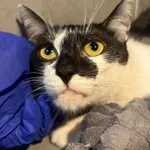 Kot do adopcji