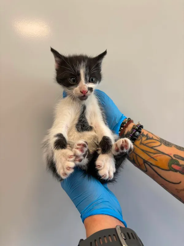 Znaleziono kota, Lublin, 28 sierpnia 2026