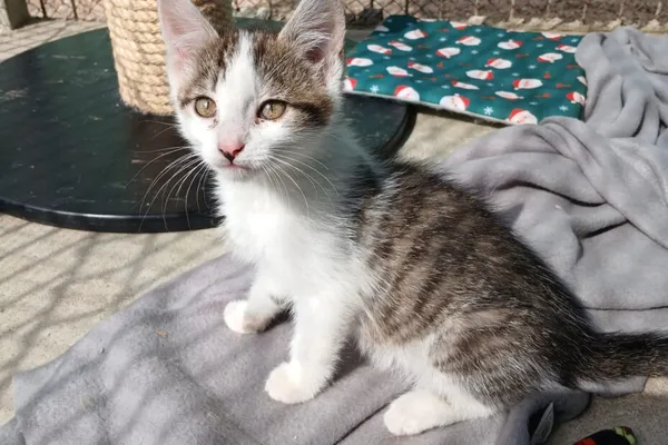 Kot do adopcji, Henrykowo, 30 czerwca 2026 (1/4)
