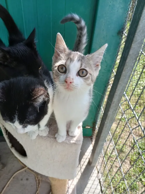 Kot do adopcji, Henrykowo, 30 czerwca 2026 (4/4)