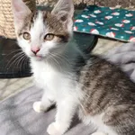 Kot do adopcji