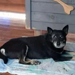 Pies do adopcji