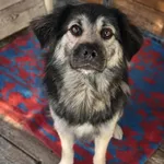 Pies do adopcji