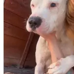 Pies do adopcji
