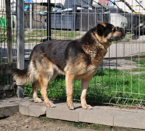 Pies do adopcji, Nowy Dwór Mazowiecki, 31 sierpnia 2026 (4/5)