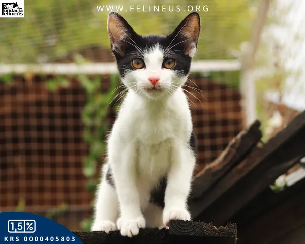 Kot do adopcji, Rzeszów, 31 sierpnia 2026 (1/5)