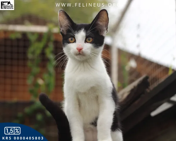 Kot do adopcji, Rzeszów, 31 sierpnia 2026 (3/5)