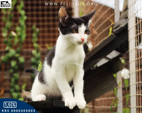 Kot do adopcji, Rzeszów, 31 sierpnia 2026 (5/5)
