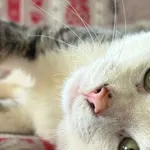 Kot do adopcji