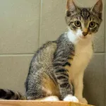 Kot do adopcji