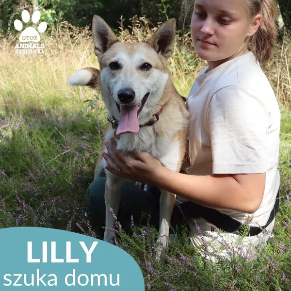 Pies do adopcji, Dąbrówka, 30 sierpnia 2026 (1/4)