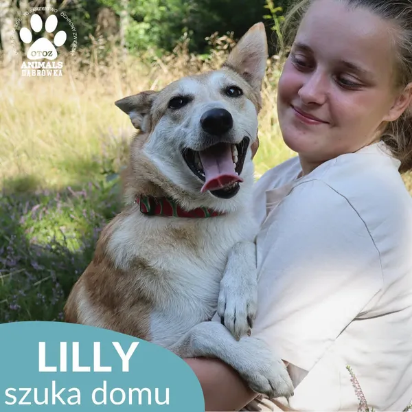Pies do adopcji, Dąbrówka, 30 sierpnia 2026 (3/4)