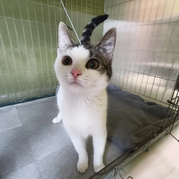 Kot do adopcji, Racibórz, 28 sierpnia 2026