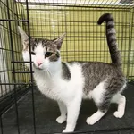 Kot do adopcji