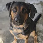 Pies do adopcji