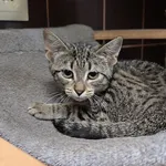 Kot do adopcji