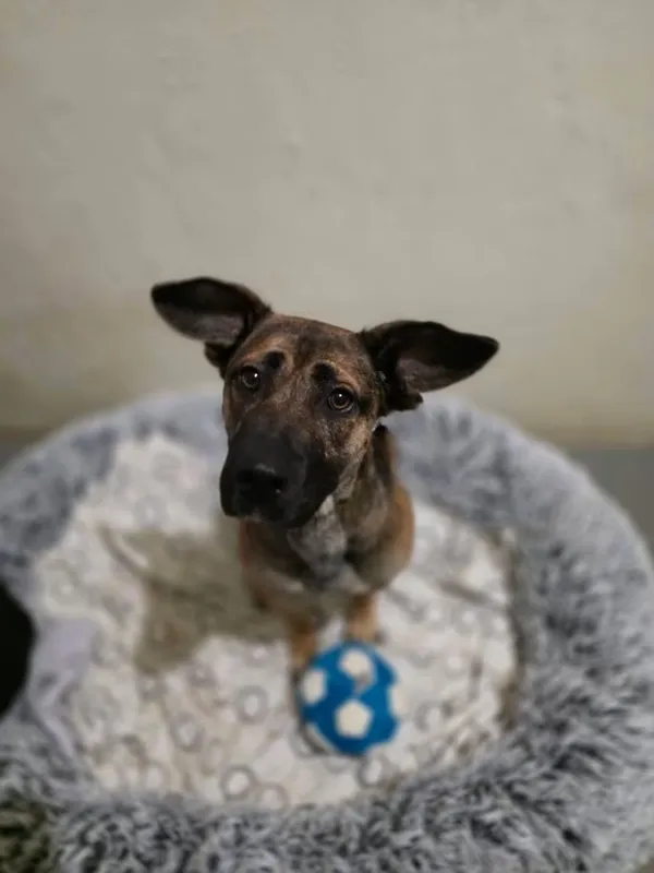 Pies do adopcji, Radom, 2 września 2026 (1/5)