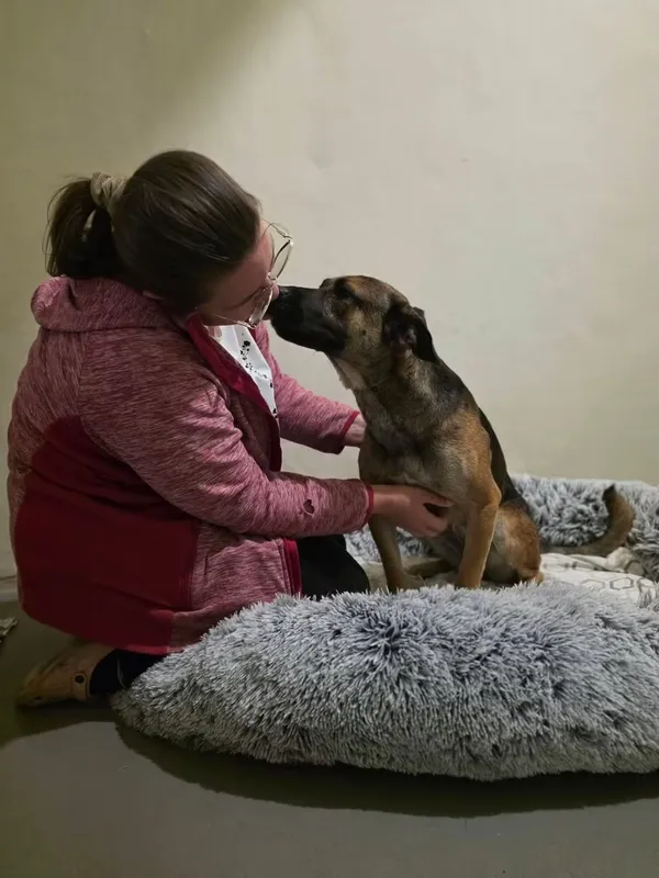 Pies do adopcji, Radom, 2 września 2026 (3/5)