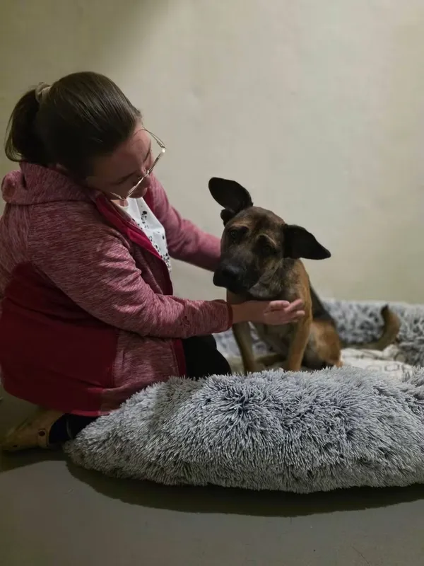 Pies do adopcji, Radom, 2 września 2026 (4/5)
