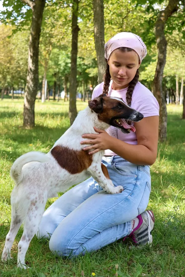 Pies do adopcji, Radom, 2 września 2026 (3/5)