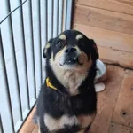 Pies do adopcji