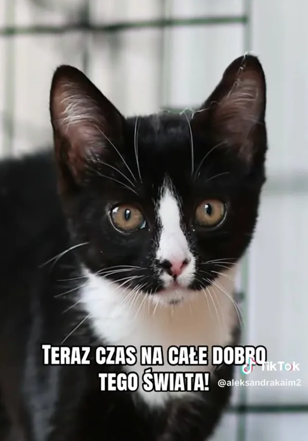 Kot do adopcji, Radom, 3 września 2026