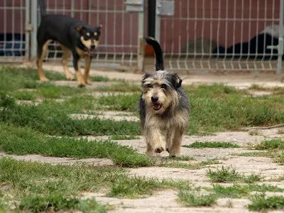Pies do adopcji, Pabianice, 1 września 2026 (1/5)