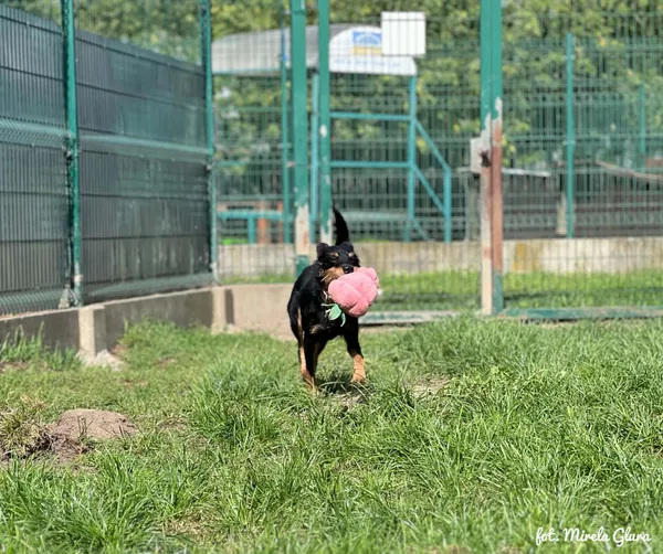 Pies do adopcji, Bydgoszcz, 4 września 2026 (3/5)