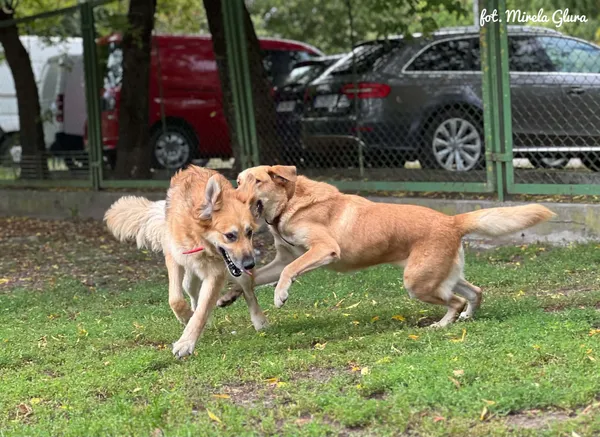 Pies do adopcji, Bydgoszcz, 4 września 2026 (3/5)