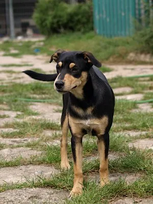 Pies do adopcji, Pabianice, 1 września 2026 (2/5)