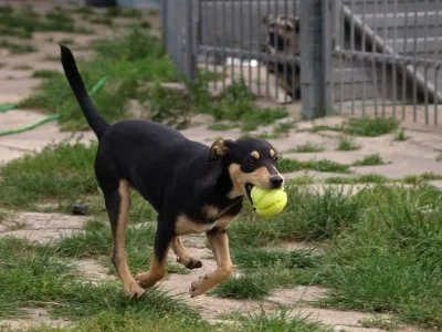 Pies do adopcji, Pabianice, 1 września 2026 (3/5)